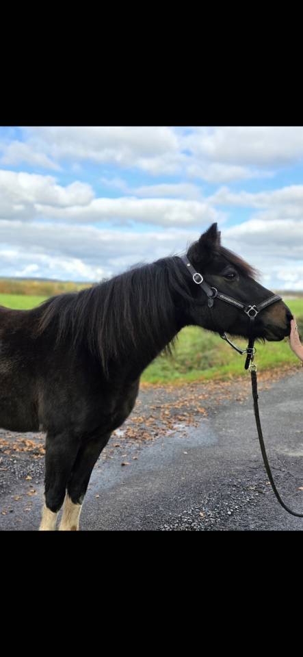 Ponette Connemara 