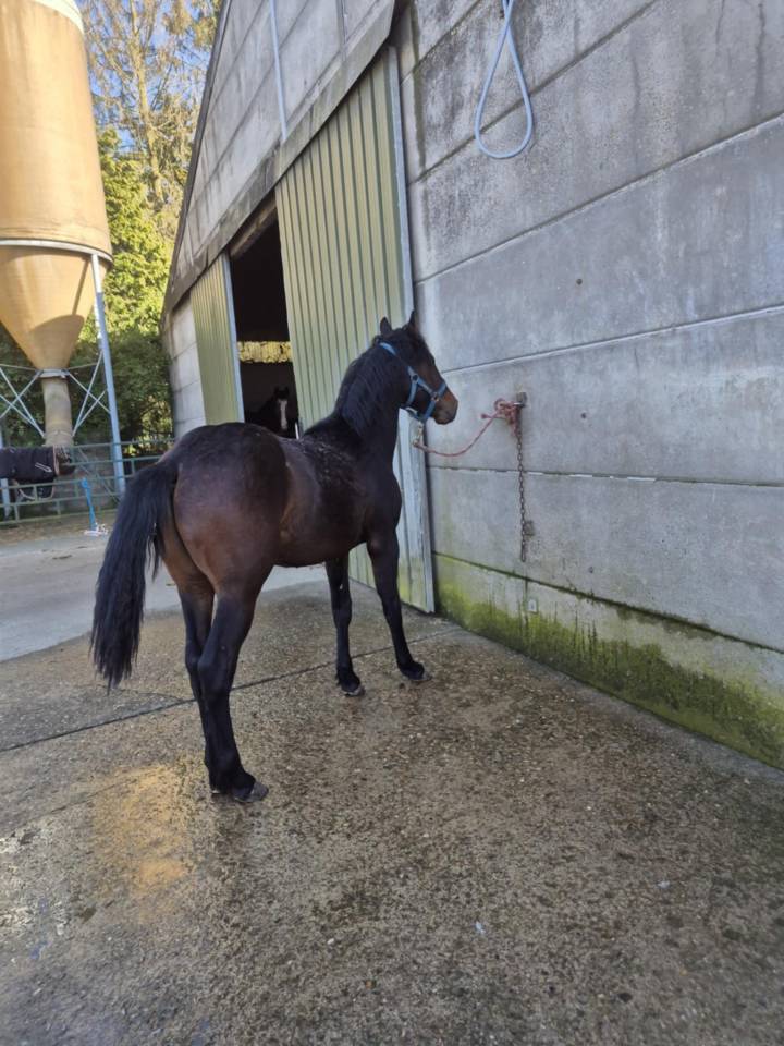 Poulain bai de 1 ans a vendre 