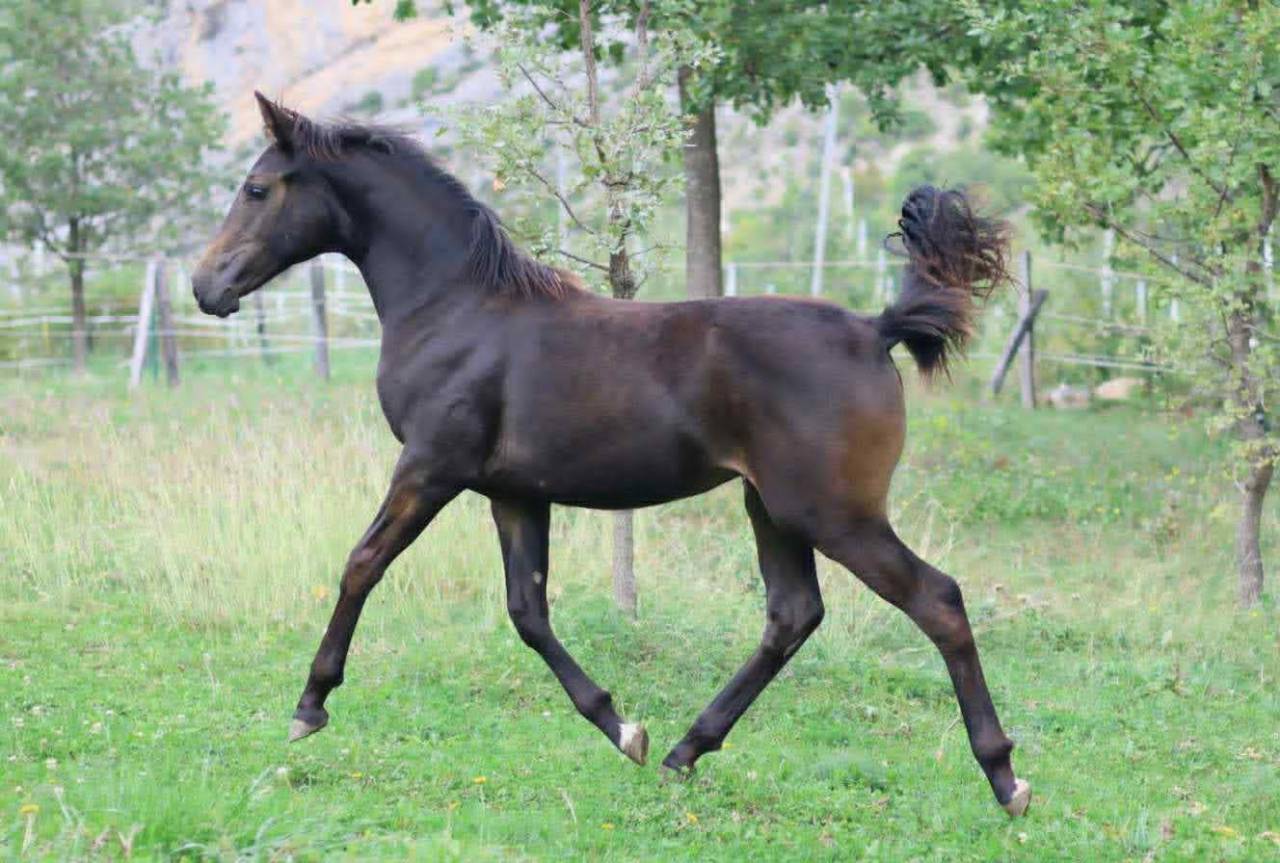 Pouliche Selle Français - Avenir pour le dressage