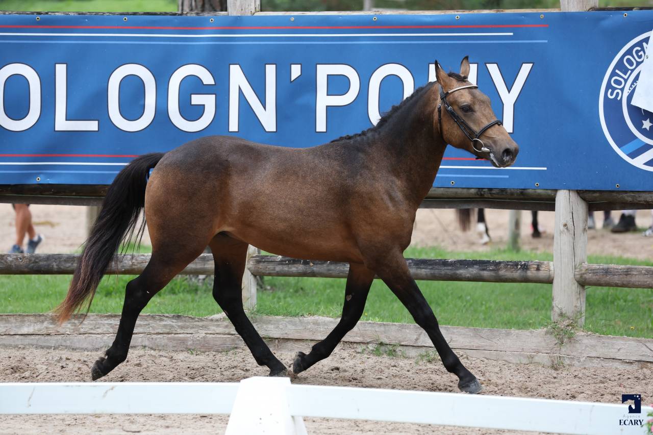 Saillie étalon New forest Isabelle L'ancelot du ménage 