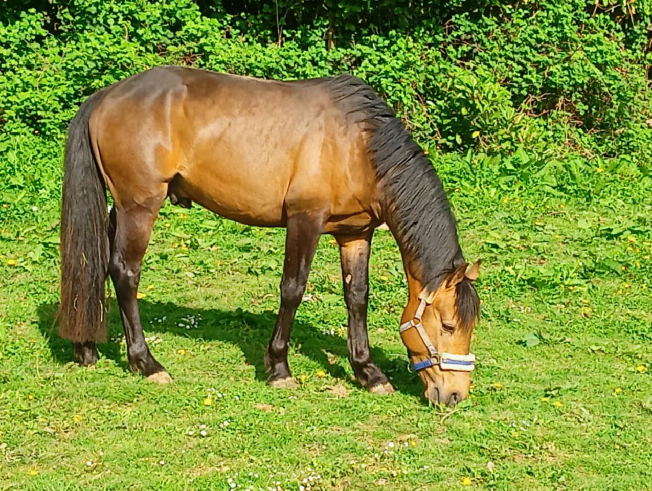Saillie étalon New forest Isabelle L'ancelot du ménage 