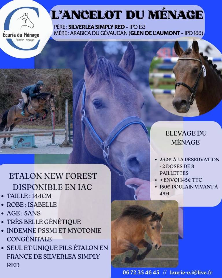 Saillie &eacute;talon New forest Isabelle L'ancelot du m&eacute;nage 