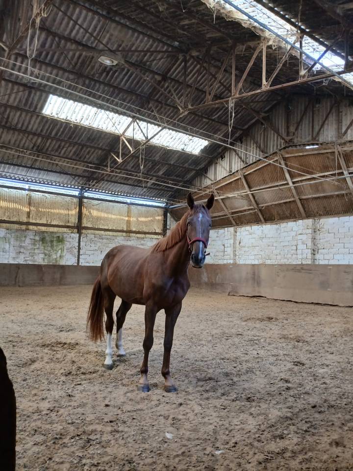 Q'ocktail Secret Of Spirit