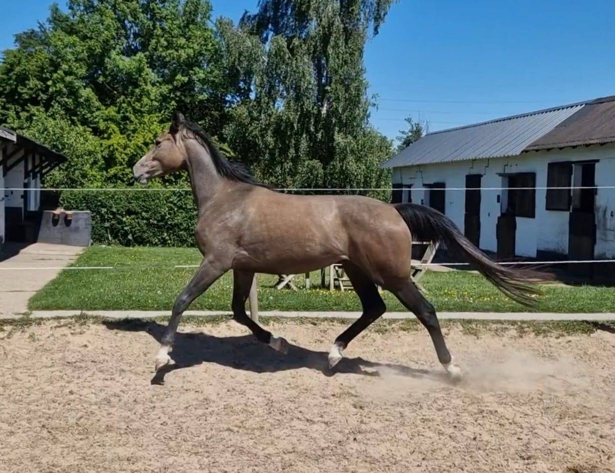 Jument de 2 ans prometteuse 