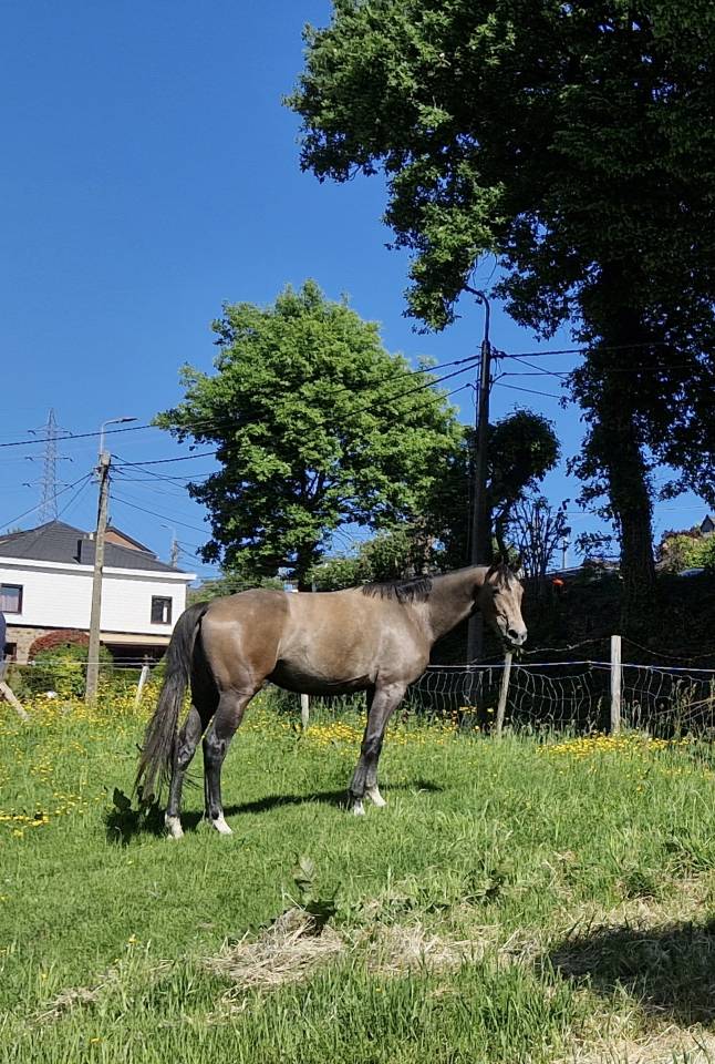 Jument de 2 ans prometteuse 