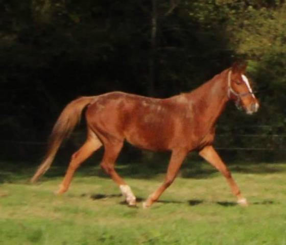 Jument sf 5 ans ernest x Armitage x barbarian