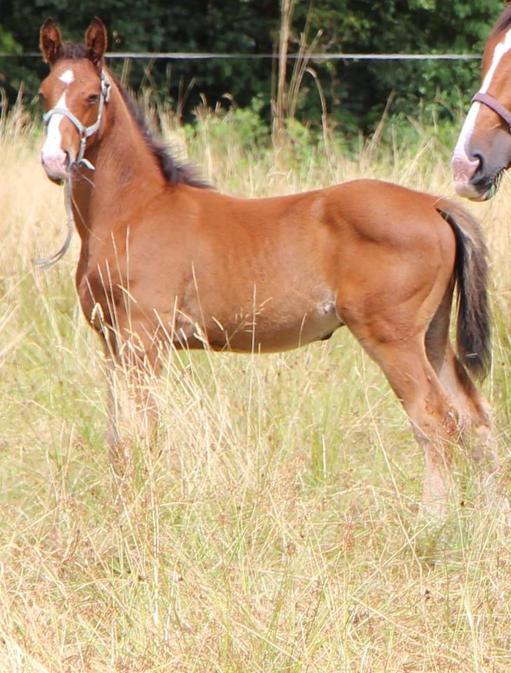Poulain 2025 Itoki de riverland x cor de hus