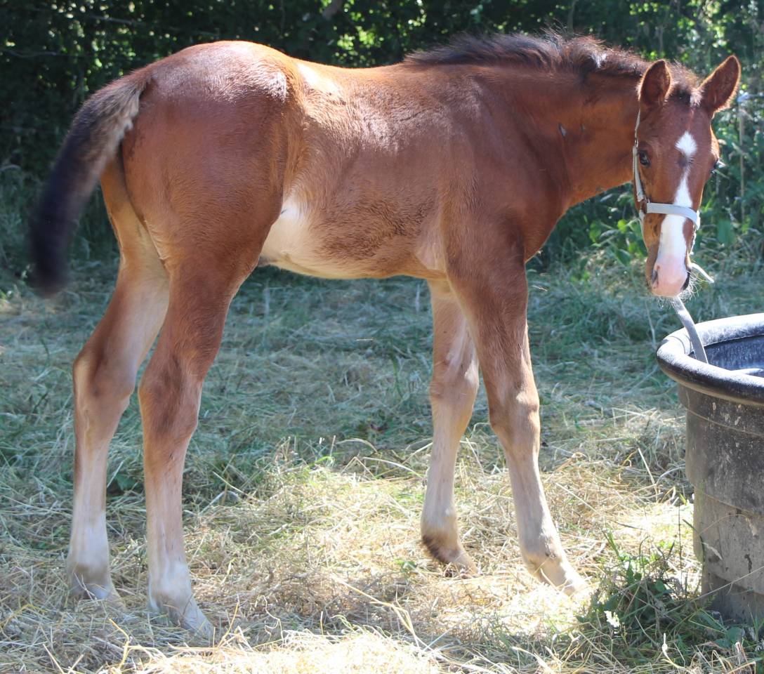 Poulain 2025 Itoki de riverland x cor de hus