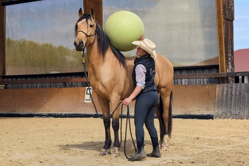 OLIVIO ANGOSTURA, superbe hongre PRE isabelle de 4 ans