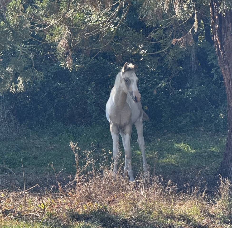 Superbe poulain mâle 