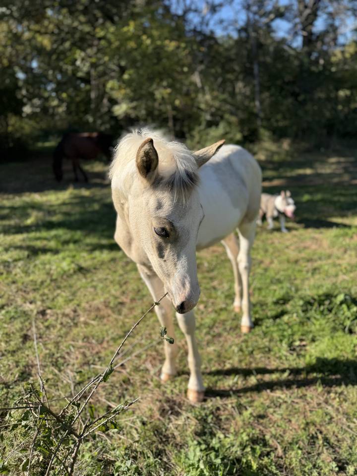 Superbe poulain mâle 