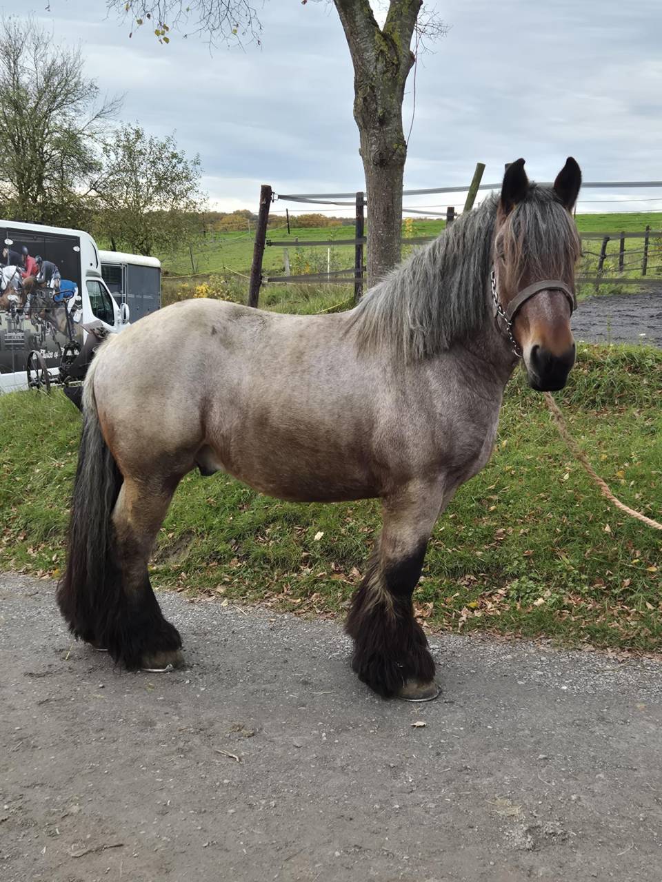 Joli cheval de trait Brabançon 4ans