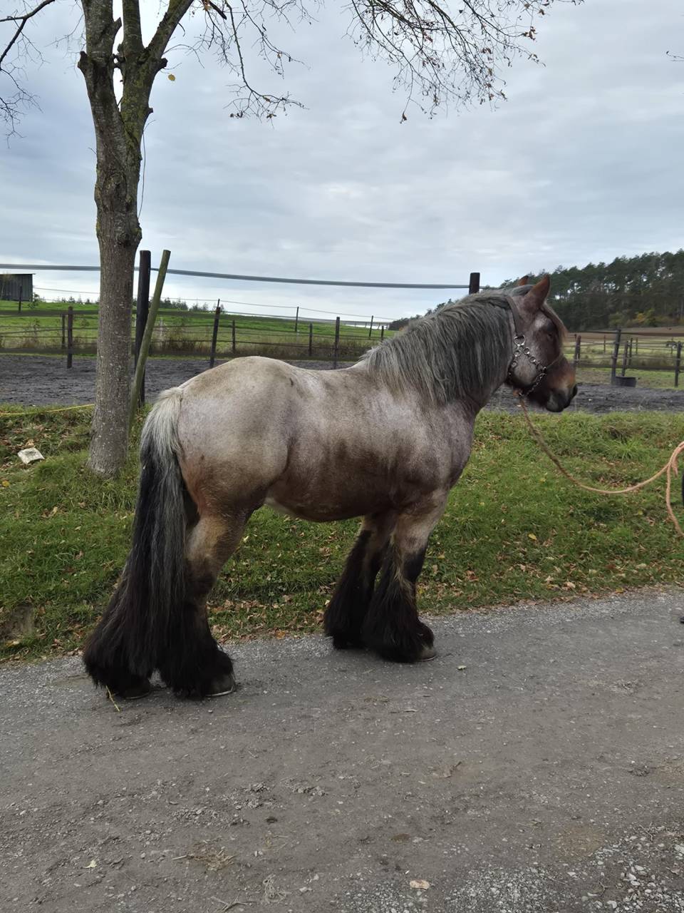 Joli cheval de trait Brabançon 4ans