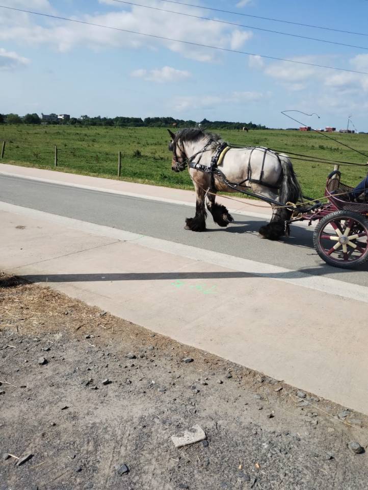 Joli cheval de trait Brabançon 4ans