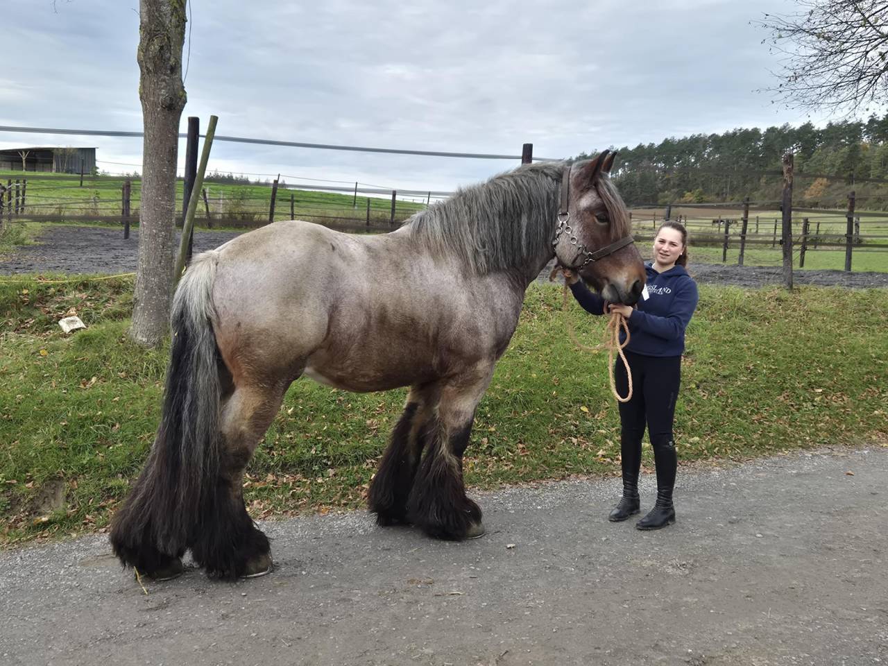 Joli cheval de trait Brabançon 4ans