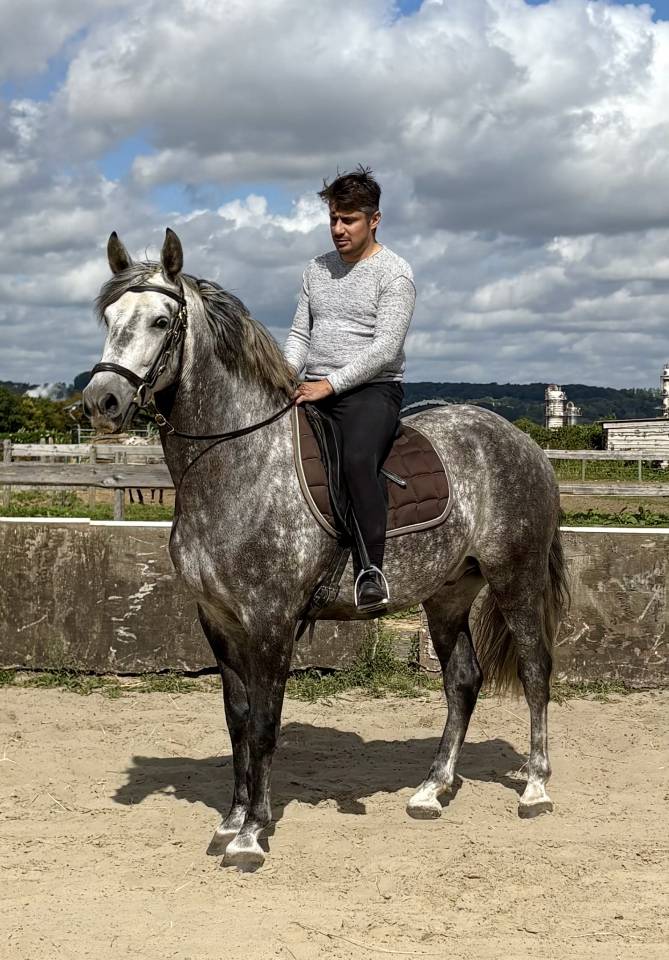 Magnifique Hongre Pure Race Espagnol PP