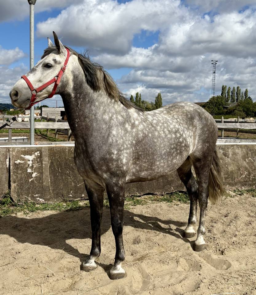 Magnifique Hongre Pure Race Espagnol PP