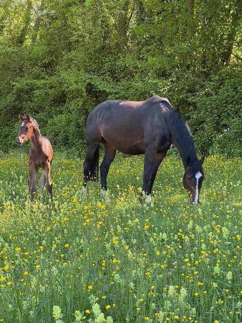POULINIERE HANOVRIENNE 6 ans PLEINE POUR 2026 DRESSAGE
