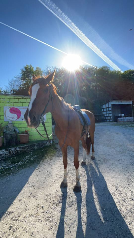 Jument 15 ans 