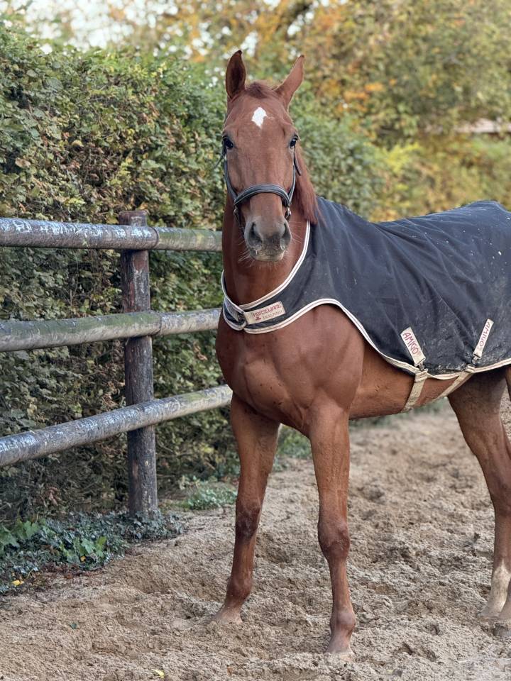 Hongre 6 ans idéal amateur 