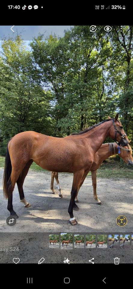 KEASTERN BUNNY Z .JUMENT NE LE 09/04/2023.ZANGERSHEIDE 