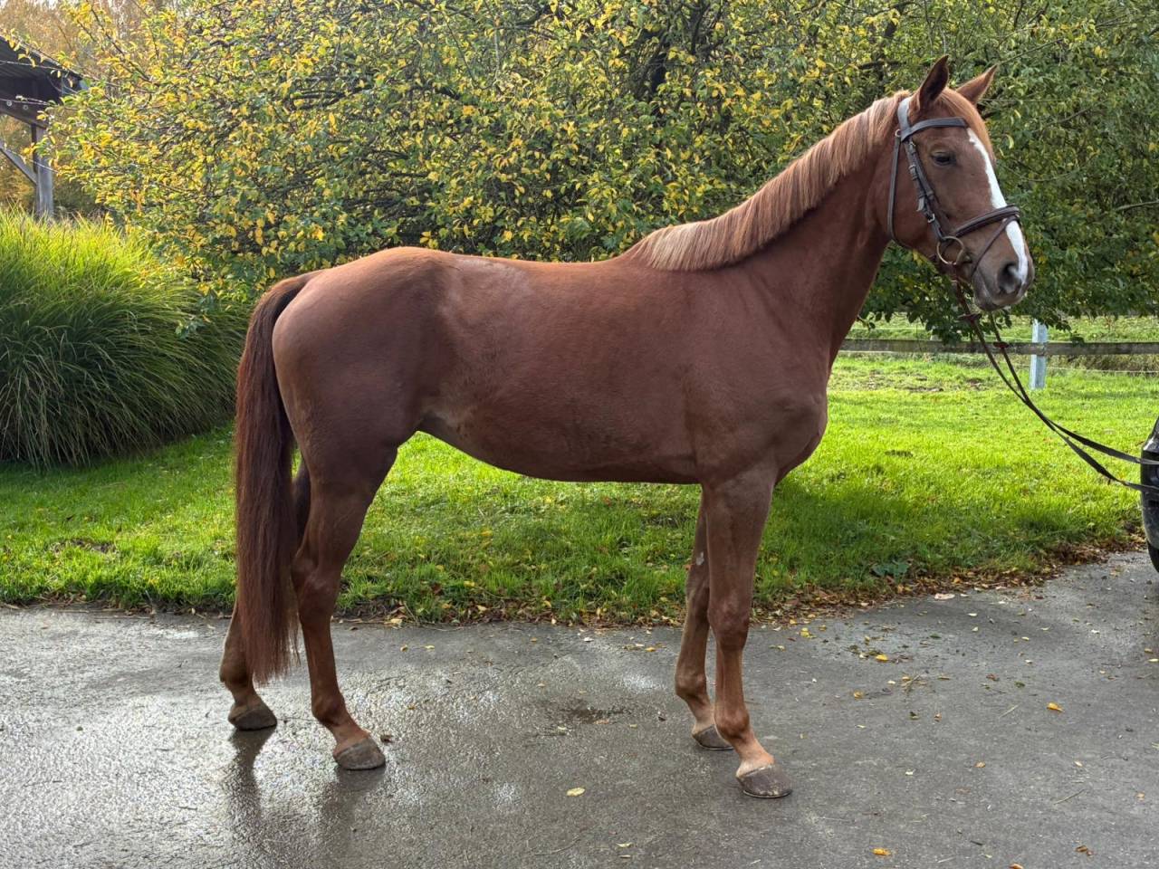 Superbe jument SBS  de Famille / Obstacle