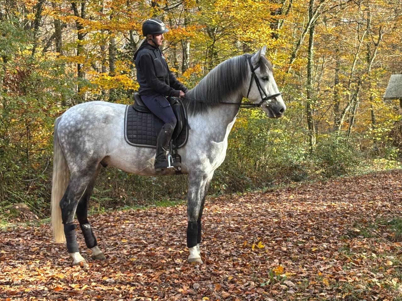 Hongre -Prestigieuses Lign&eacute;es PRE - 5 ans - dressage  