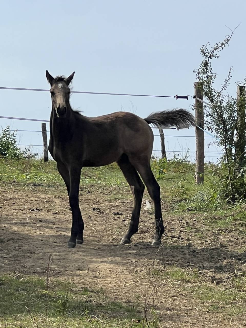 Poulain de 6 mois – Isabelle fumée 