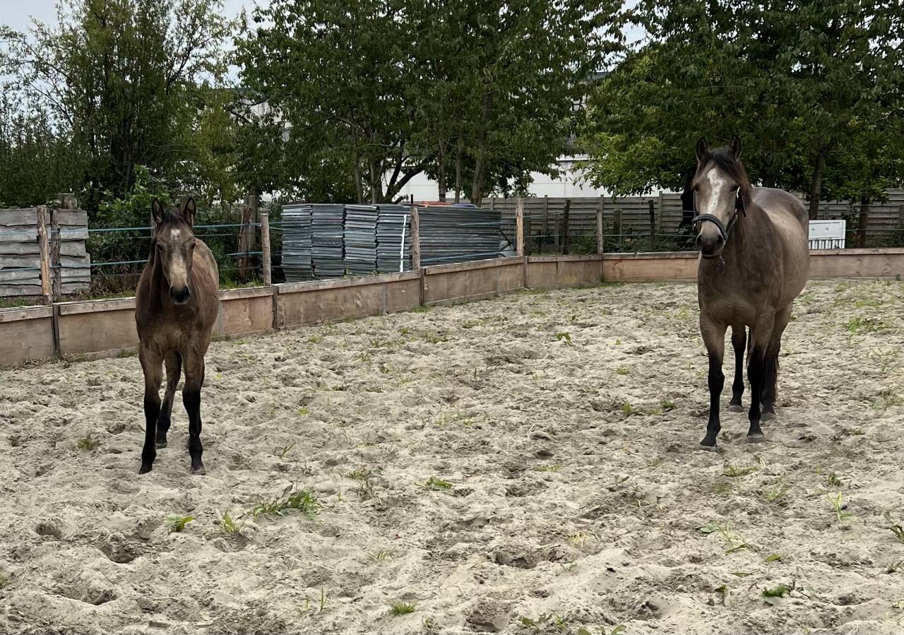 Poulain de 6 mois – Isabelle fumée 