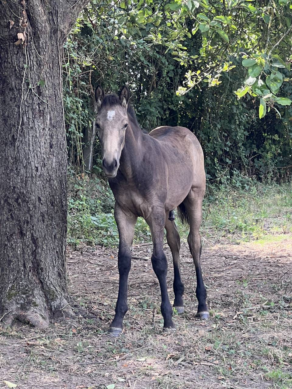 Poulain de 6 mois – Isabelle fumée 