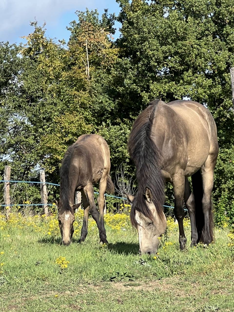 Poulain de 6 mois – Isabelle fumée 