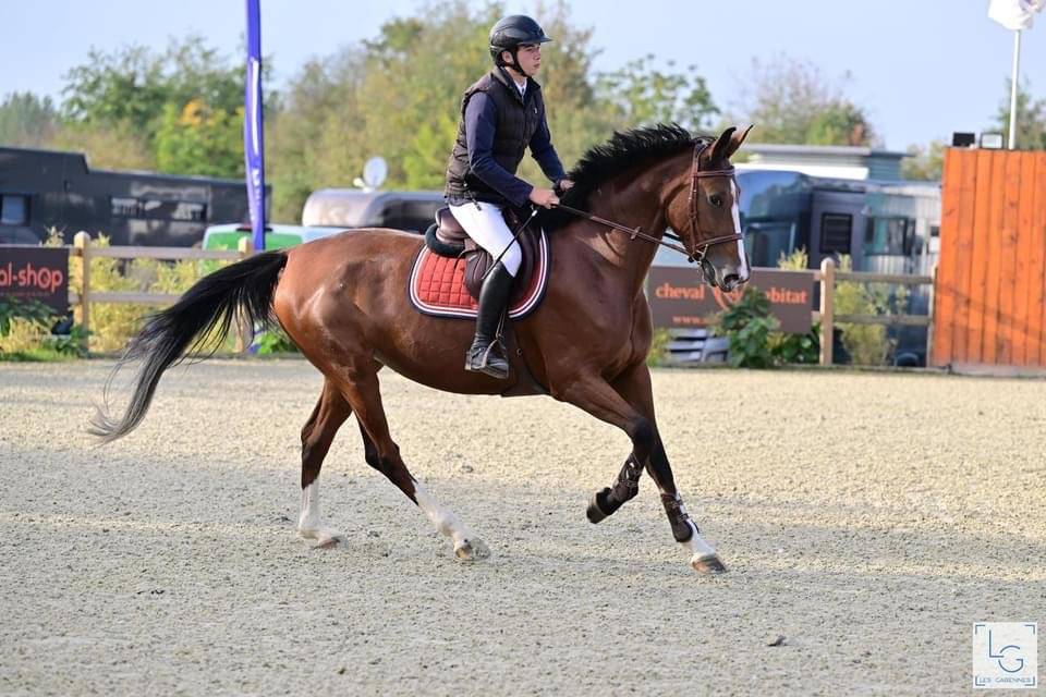 Jument 7 ans extra amateur 