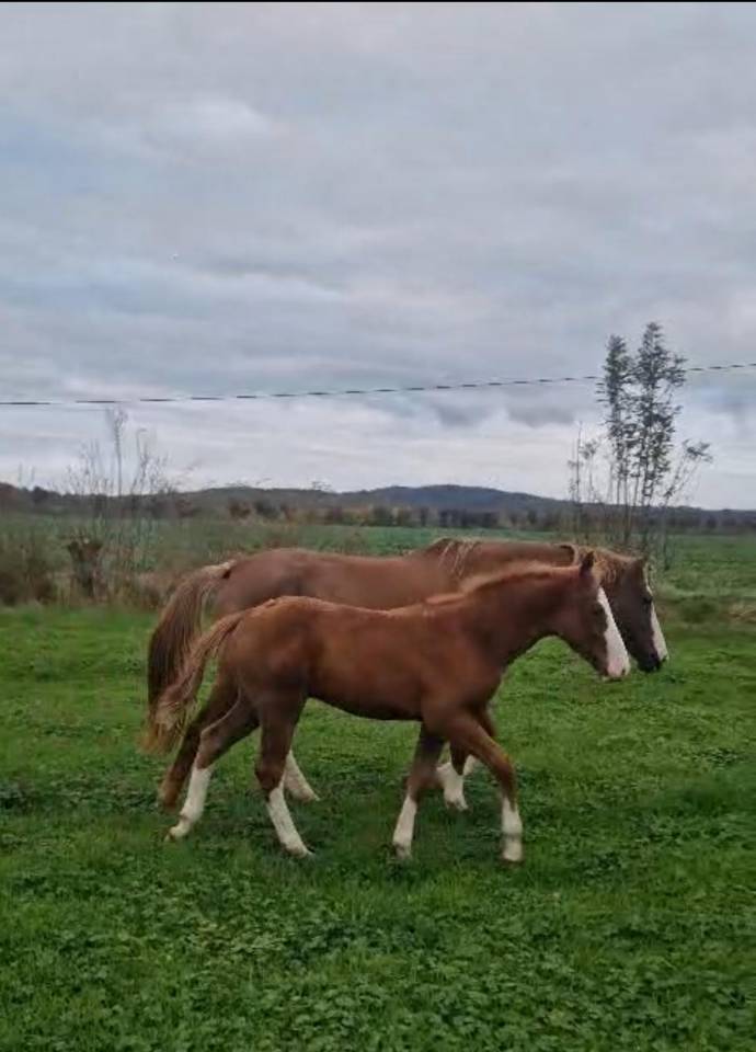 SPLENDIDE FOAL MALE CSO