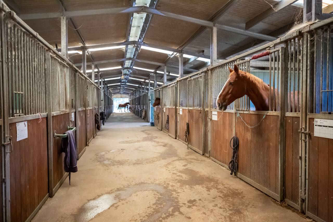 VENTE CENTRE EQUESTRE DE ROYAN