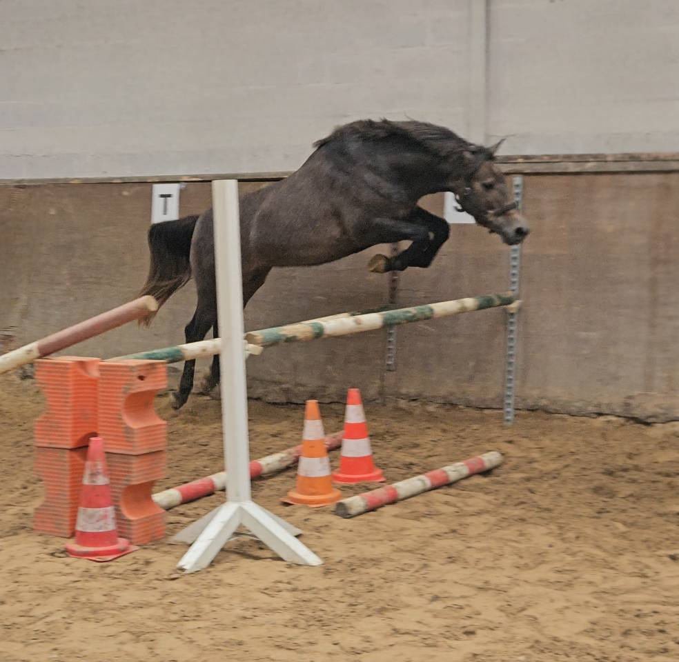 Poney d sport