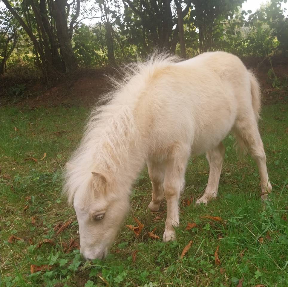 Mini horse 