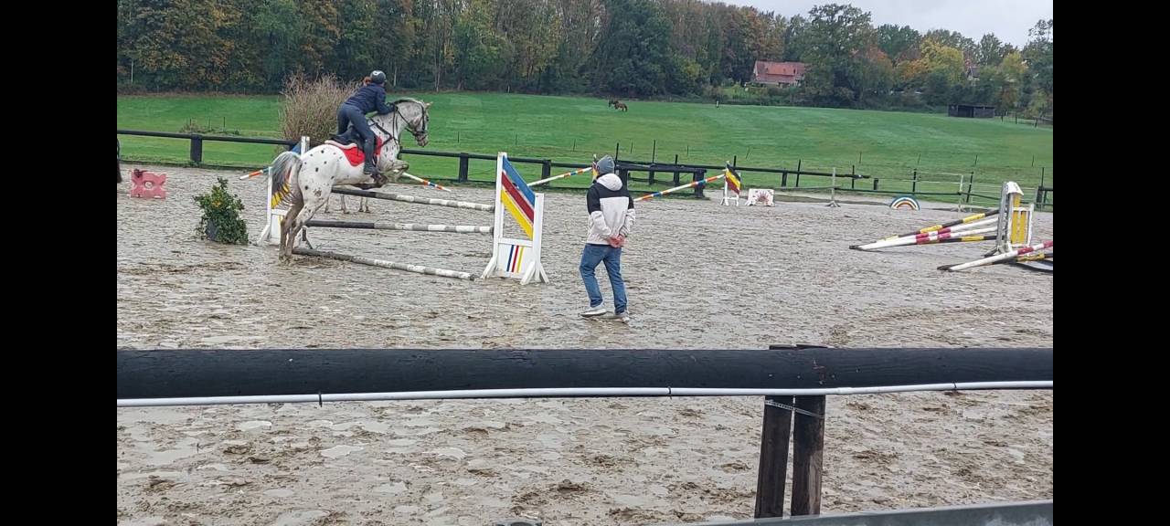 Hongre 6 ans NRPS apallosa