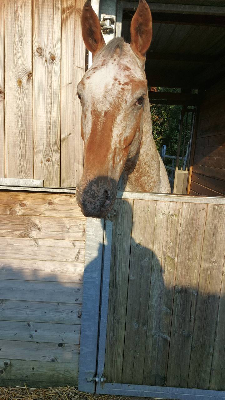 Hongre 6 ans NRPS apallosa