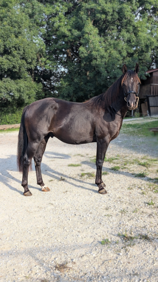 N' Joy, Superbe Quarter Horse Mâle de 2 Ans