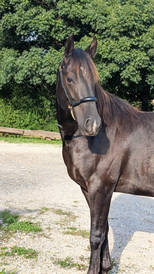 N' Joy, Superbe Quarter Horse Mâle de 2 Ans