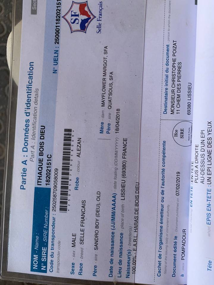 SF, Hongre, 7 ans, 172 cm par Sandro Boy