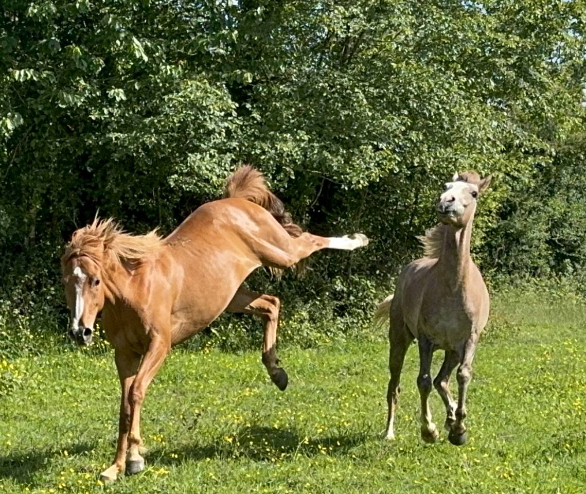 Cheval à vendre 
