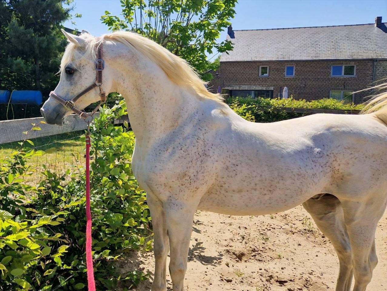 Saillies disponibles &eacute;talon pur-sang arabe &eacute;gyptien