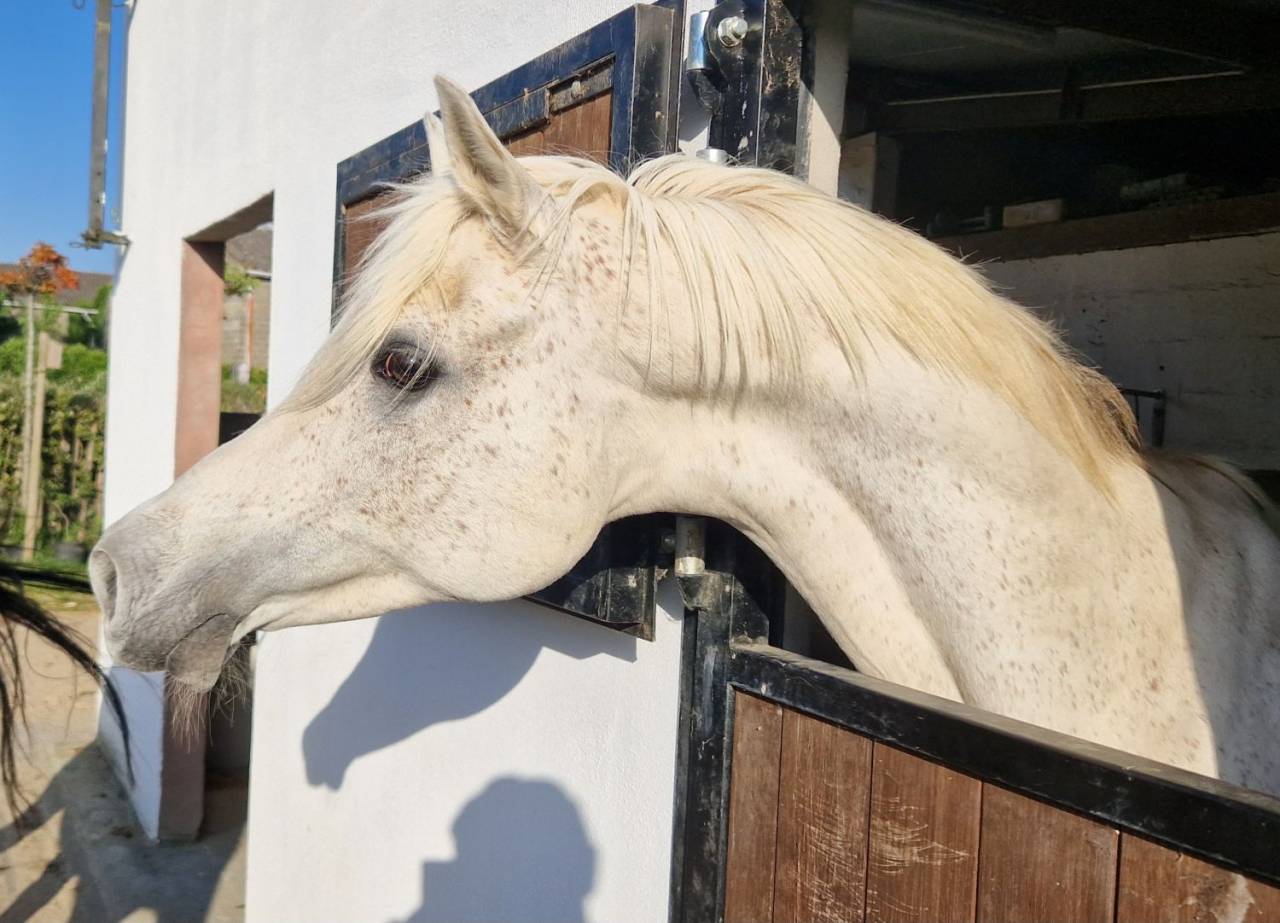 Saillies disponibles &eacute;talon pur-sang arabe &eacute;gyptien