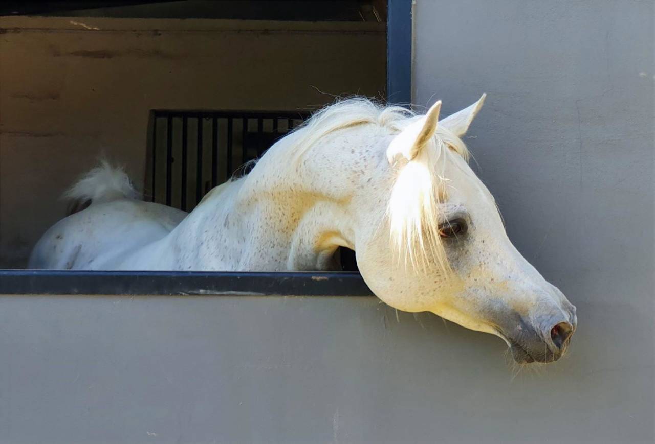 Saillies disponibles &eacute;talon pur-sang arabe &eacute;gyptien