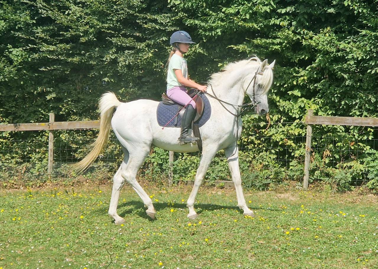 Saillies disponibles &eacute;talon pur-sang arabe &eacute;gyptien