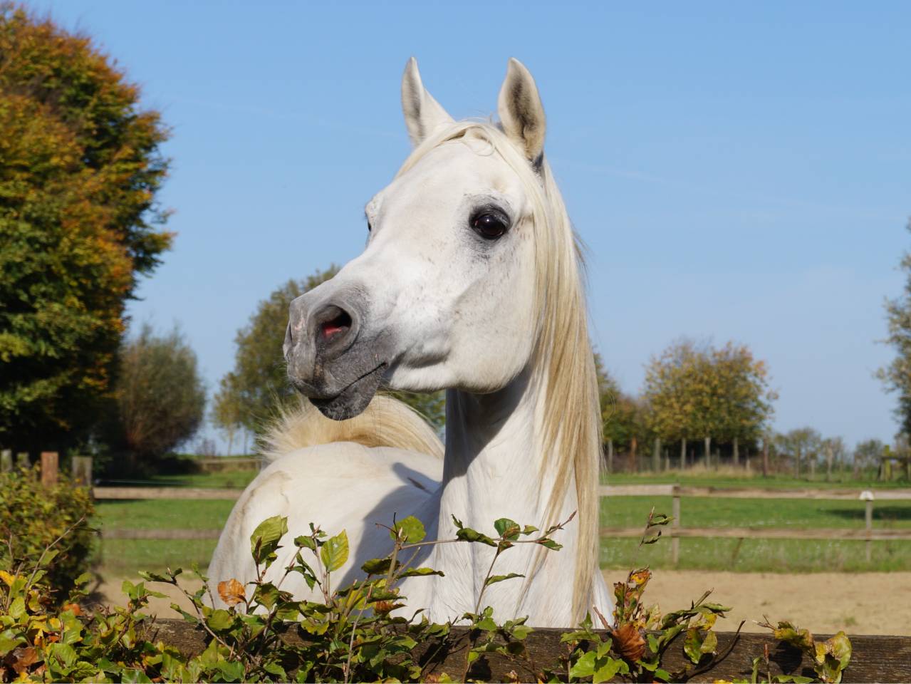 Saillies disponibles &eacute;talon pur-sang arabe &eacute;gyptien