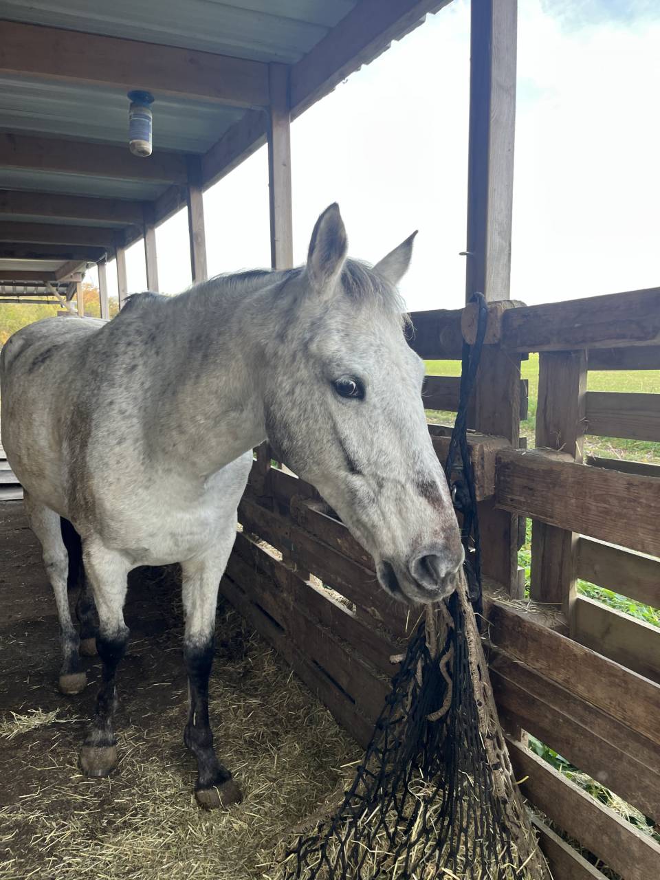 Jument grise appaloosa 14 ans