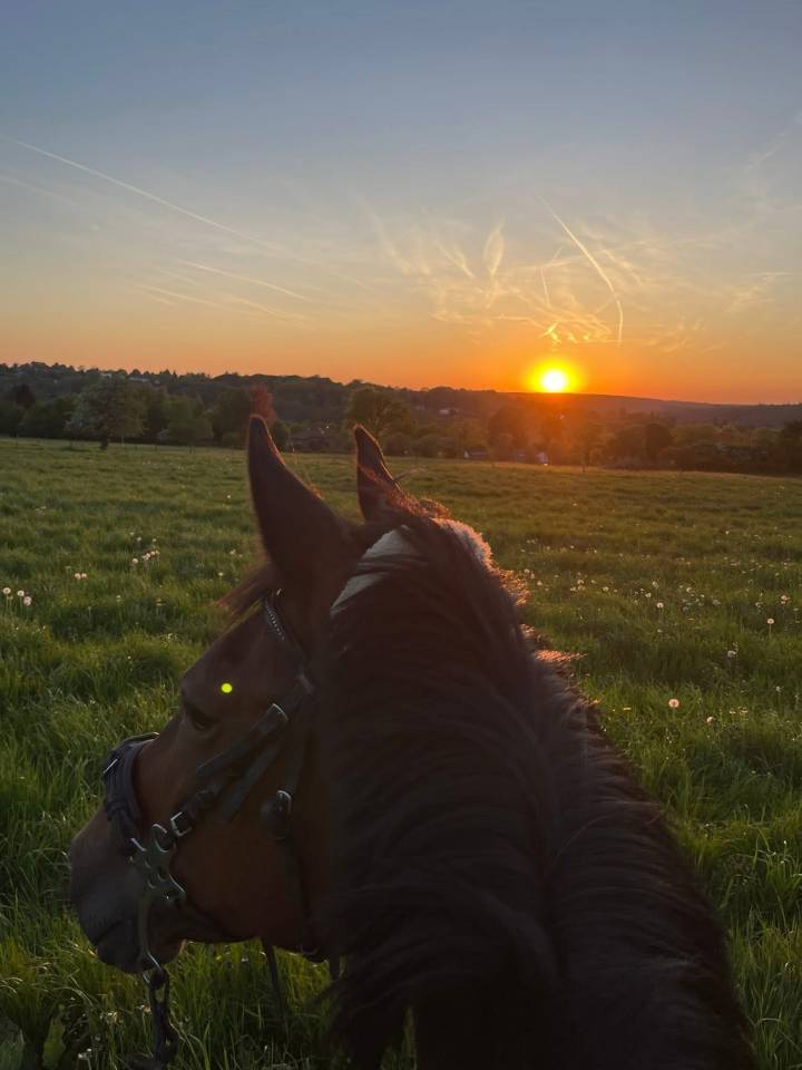  Apple Dream - Jument de balade trotteuse