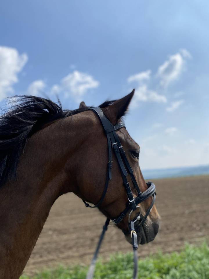  Apple Dream - Jument de balade trotteuse